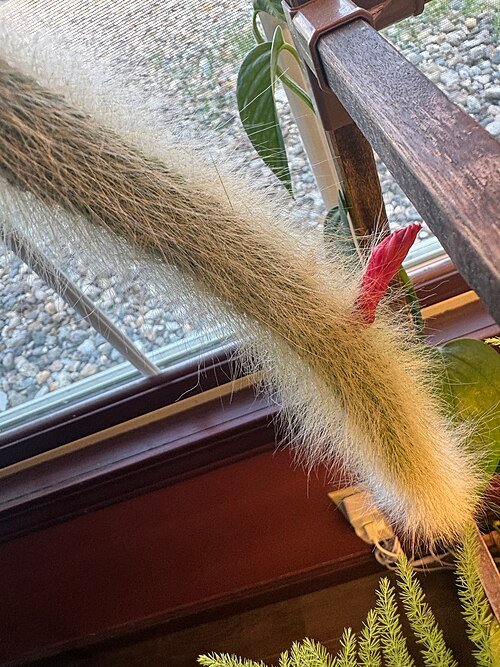 Cleistocactus colademononis met witte haren en rode stekels in pot.