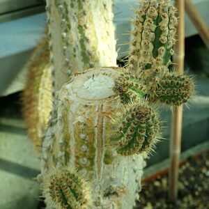 Cleistocactus laniceps cactus met lange witte haren en felgekleurde bloemen.