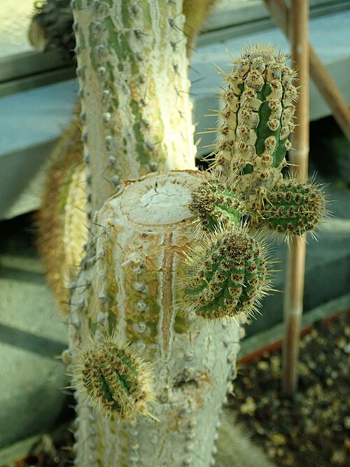 Cleistocactus laniceps cactus met lange witte haren en felgekleurde bloemen.