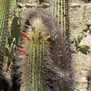 Bloeiende Cleistocactus luribayensis cactus met felrode bloemen.