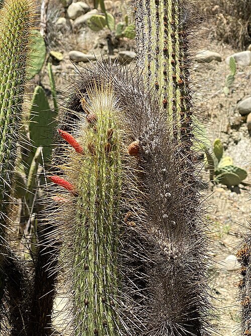 Bloeiende Cleistocactus luribayensis cactus met felrode bloemen.