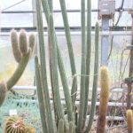 Cleistocactus morawetzianus cactus met lange groene stengels en felrode bloemen.