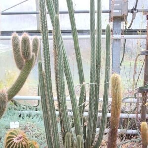 Cleistocactus morawetzianus cactus met lange groene stengels en felrode bloemen.