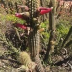 Cleistocactus parviflorus cactus met rode bloemen en slanke groene stengels.