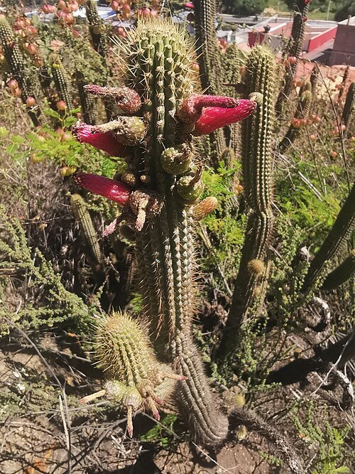 Cleistocactus parviflorus cactus met rode bloemen en slanke groene stengels.