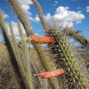 Cleistocactus pungens cactus met lange stekelige stengels en helderrode bloemen in bloei.