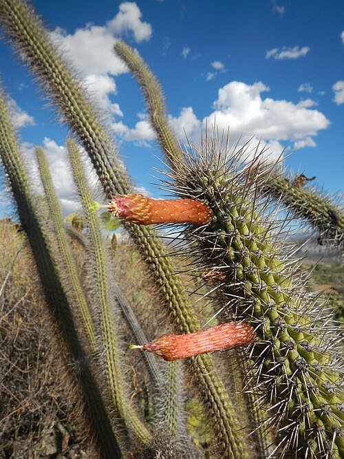 Cleistocactus pungens cactus met lange stekelige stengels en helderrode bloemen in bloei.