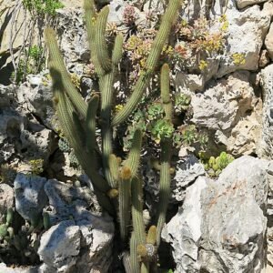 Cleistocactus Samaipatanus cactus in bloei tegen stenen achtergrond.