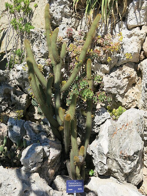 Cleistocactus Samaipatanus cactus in bloei tegen stenen achtergrond.