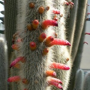 Zilverachtige stekels van Cleistocactus strausii in lange, kronkelende vorm.