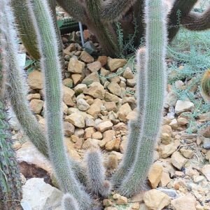 Cleistocactus tominensis cactus met lange groene stengels en rode bloemen.