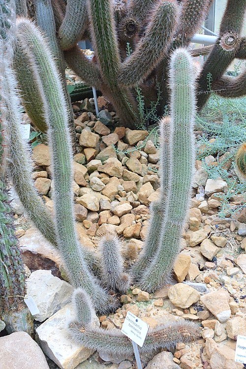 Cleistocactus tominensis cactus met lange groene stengels en rode bloemen.