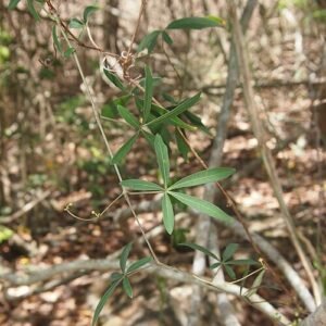 Clematicissus opaca met groene bladeren en kleine witte bloemen.
