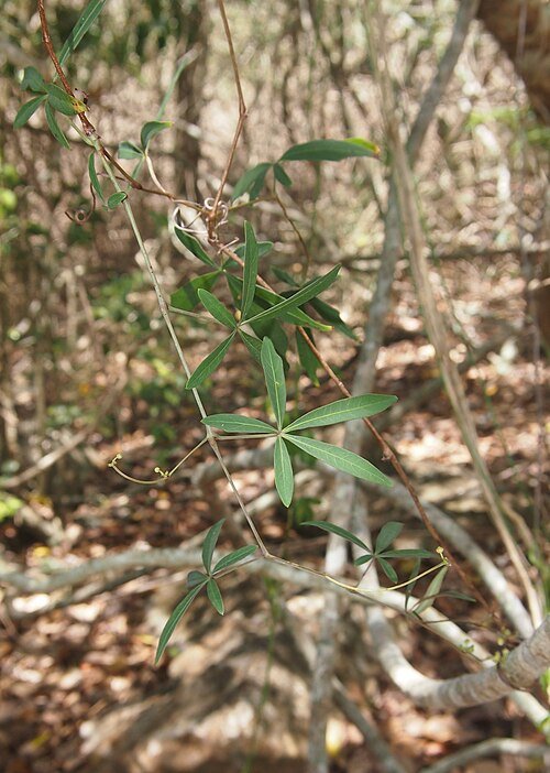 Clematicissus opaca met groene bladeren en kleine witte bloemen.