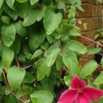 Glamoureuze Clematis 'Princess Diana' bloemen in roze en wit tegen groene bladeren.