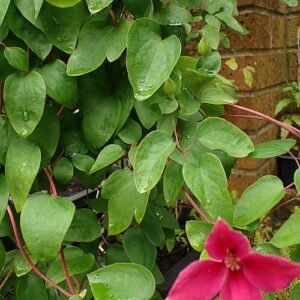 Glamoureuze Clematis 'Princess Diana' bloemen in roze en wit tegen groene bladeren.