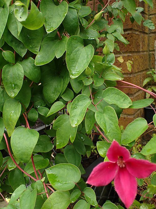 Glamoureuze Clematis 'Princess Diana' bloemen in roze en wit tegen groene bladeren.