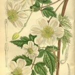 Paarse Clematis potaninii bloemen op groene achtergrond.