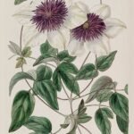 Clematis Florida Sieboldii bloemen met witte bloemblaadjes en paarse strepen.