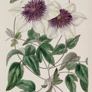 Clematis Florida Sieboldii bloemen met witte bloemblaadjes en paarse strepen.