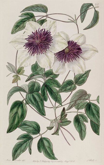 Clematis Florida Sieboldii bloemen met witte bloemblaadjes en paarse strepen.