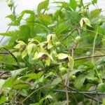 Mooie witte en lila Clematis serratifolia bloemen met groene bladeren.