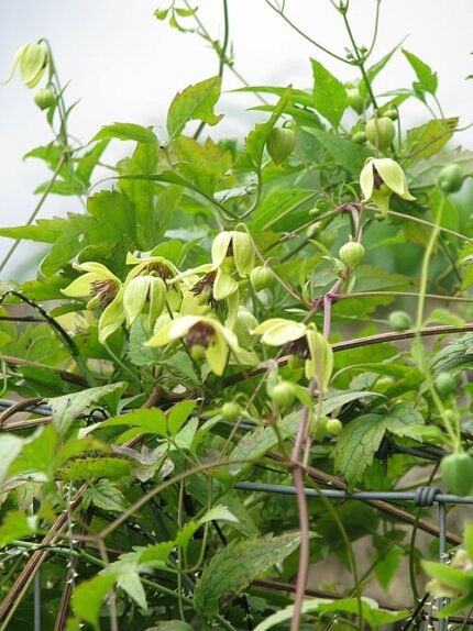 Mooie witte en lila Clematis serratifolia bloemen met groene bladeren.