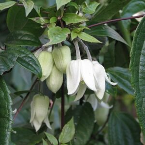 Paarse Clematis urophylla bloem in close-up.