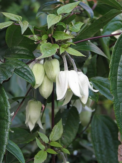 Paarse Clematis urophylla bloem in close-up.