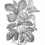 Clematis Viticella Juliette Dodu, paars bloeiende klimplant, winterhard.