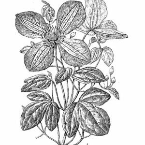 Clematis Viticella Juliette Dodu, paars bloeiende klimplant, winterhard.