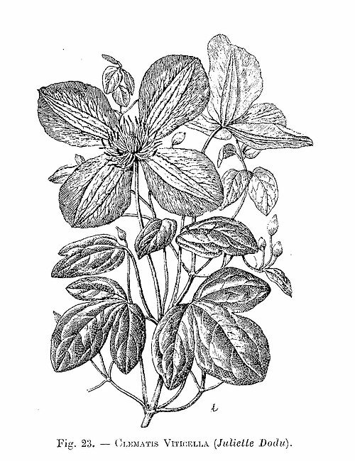 Clematis Viticella Juliette Dodu, paars bloeiende klimplant, winterhard.