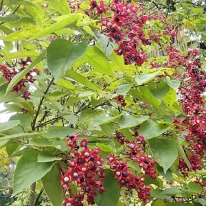 Bloeiende Clerodendrum trichotomum boom met geurige witte bloemen en rode bessen.