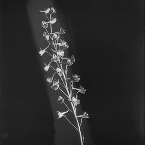 Close-up van Scarlet Larkspur Delphinium cardinale bloem.