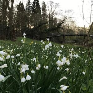 Close-up van winterharde zomerklokje bloemen met witte bloemblaadjes en groen blad.