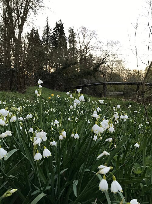 Close-up van winterharde zomerklokje bloemen met witte bloemblaadjes en groen blad.