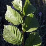 Diepgroene bladeren van Ulmus 'Clusius' boom met getextureerd oppervlak.