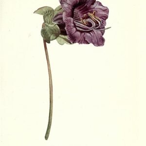 Bloeiende Cobaea scandens plant met paarse bloemen en groen blad.