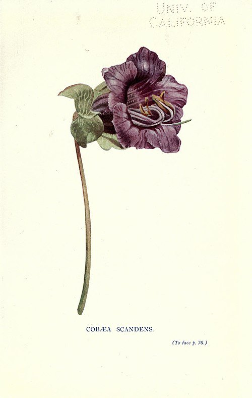 Bloeiende Cobaea scandens plant met paarse bloemen en groen blad.