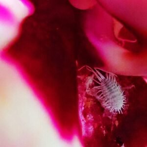 Close-up van wolluis op kleigrond, duidelijk zichtbaar.