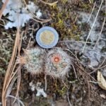 Cochemiea barbata cactus met witte bloemen en stekels.