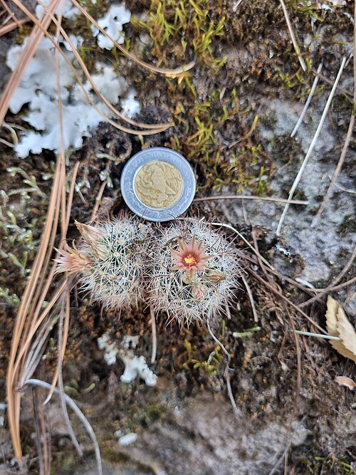 Cochemiea barbata cactus met witte bloemen en stekels.