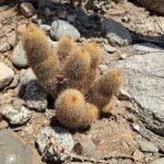 Cochemiea cerralboa cactus met heldergroene stekels en bloemen op natuurlijke achtergrond.