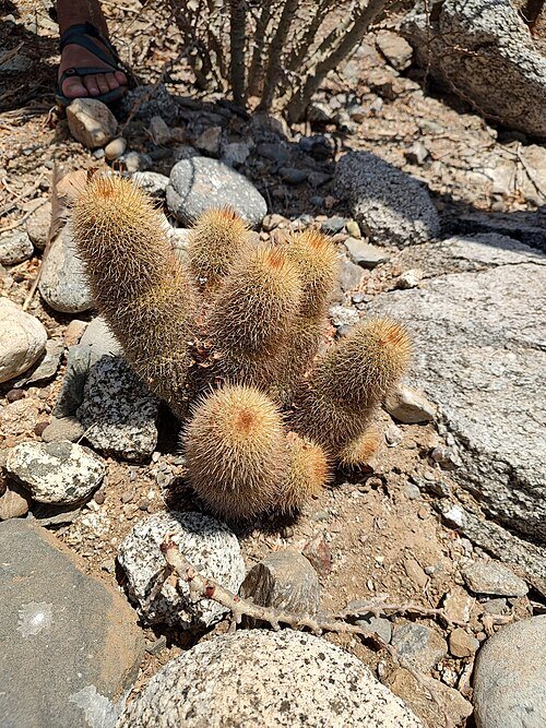 Cochemiea cerralboa cactus met heldergroene stekels en bloemen op natuurlijke achtergrond.