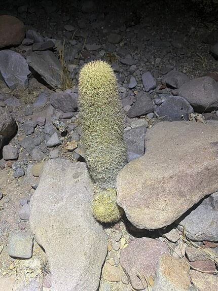 Cochemiea estebanensis cactus plant met heldergroene cilindrische stelen en kleine gele bloemen.