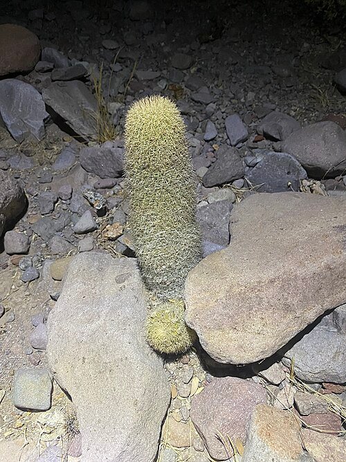 Cochemiea estebanensis cactus plant met heldergroene cilindrische stelen en kleine gele bloemen.