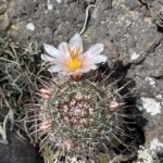 Cochemiea hutchisoniana cactus met heldere roze bloemen en stekelige groene stelen.