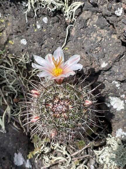 Cochemiea hutchisoniana cactus met heldere roze bloemen en stekelige groene stelen.