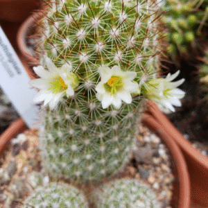 Cochemiea multidigitata cactus met gele bloemen en stekels.