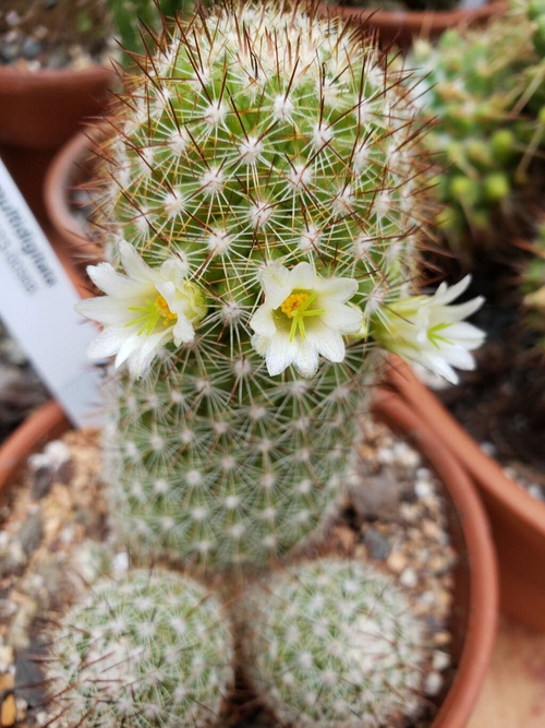 Cochemiea multidigitata cactus met gele bloemen en stekels.